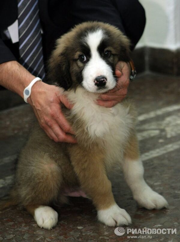 Vladímir Putin y sus mascotas - Sputnik Mundo