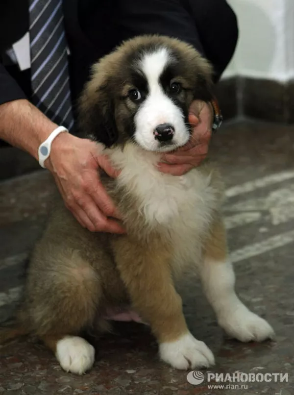 Vladímir Putin y sus mascotas Vladímir Putin y sus mascotas - Sputnik Mundo
