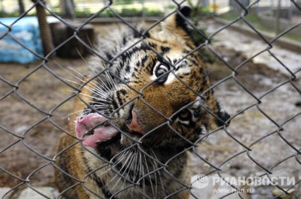 Vladímir Putin y sus mascotas - Sputnik Mundo