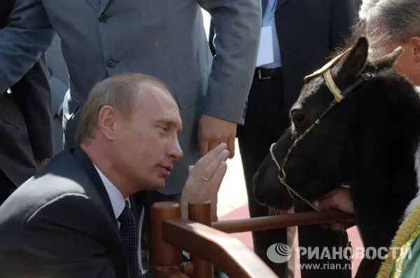 Vladímir Putin y sus mascotas Vladímir Putin y sus mascotas - Sputnik Mundo