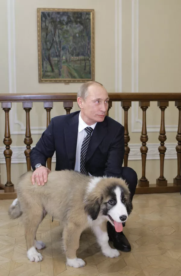 Putin recibe al chico que inventó nombre a su nuevo perro Putin recibe al chico que inventó nombre a su nuevo perro - Sputnik Mundo