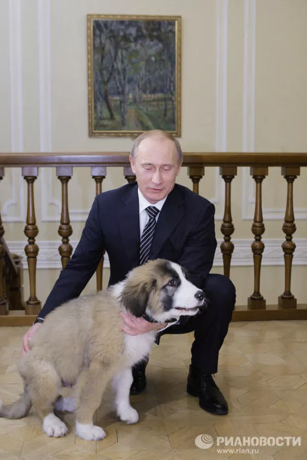 Putin recibe al chico que inventó nombre a su nuevo perro Putin recibe al chico que inventó nombre a su nuevo perro - Sputnik Mundo