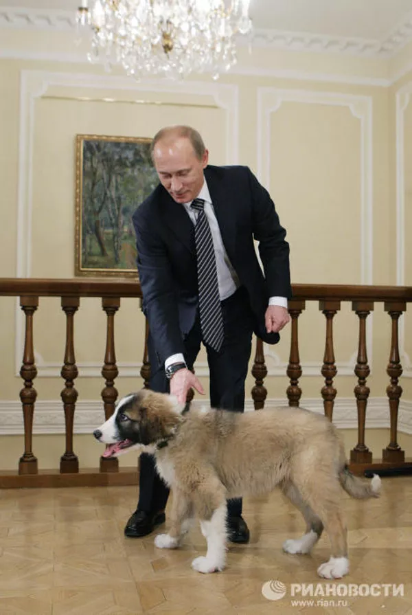 Putin recibe al chico que inventó nombre a su nuevo perro Putin recibe al chico que inventó nombre a su nuevo perro - Sputnik Mundo