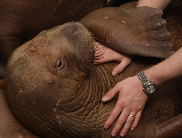 Morsa. Archivo - Sputnik Mundo