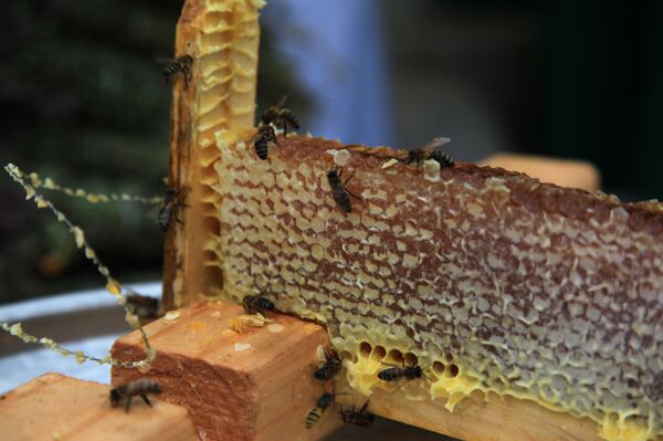 Miel  - Sputnik Mundo