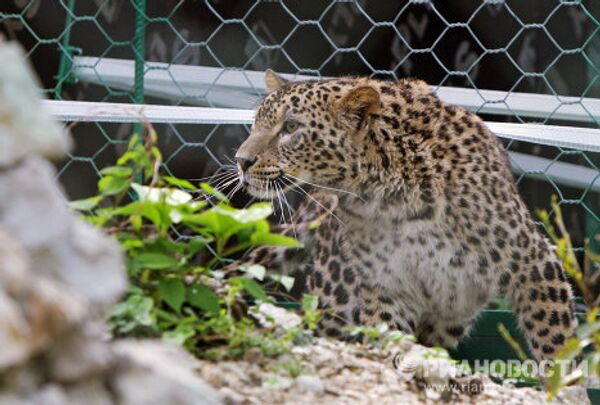 Los acontecimientos ecológicos más importantes del 2010 - Sputnik Mundo