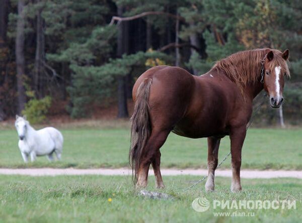 Las mejores imágenes RIA Novosti 2010: Animales - Sputnik Mundo