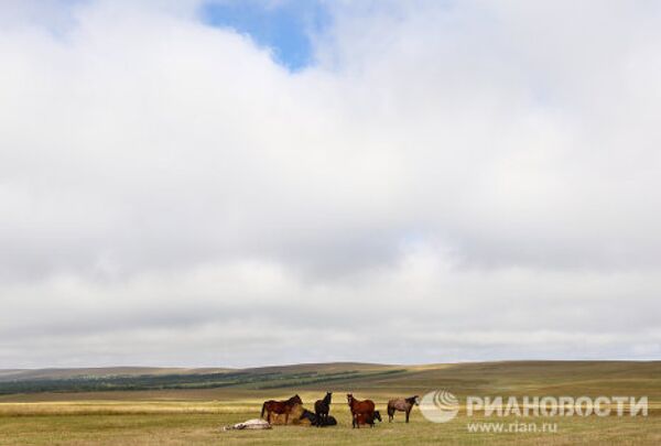 Las mejores imágenes RIA Novosti 2010: Animales - Sputnik Mundo