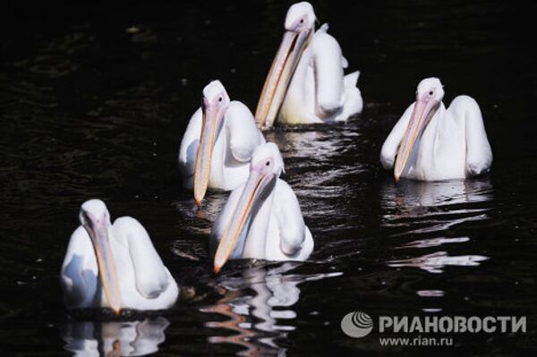 Las mejores imágenes RIA Novosti 2010: Animales - Sputnik Mundo