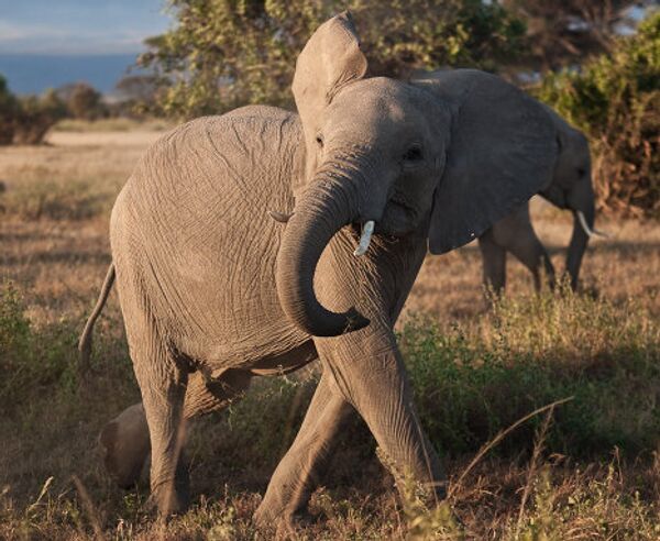 Elefante  - Sputnik Mundo