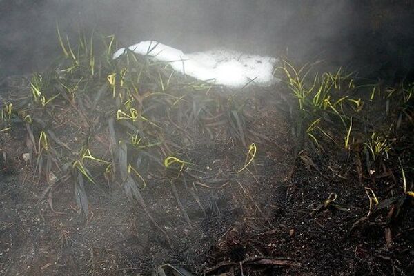 Incendios de turba siguen activos en pleno invierno en la provincia de Moscú - Sputnik Mundo