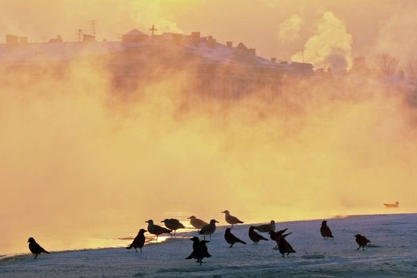 El Apocalipsis de las aves no ha llegado... por ahora El Apocalipsis de las aves no ha llegado... por ahora - Sputnik Mundo