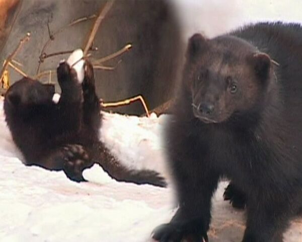 Familia de glotones de parque zoológico de Suecia recibe un montecillo de nieve - Sputnik Mundo