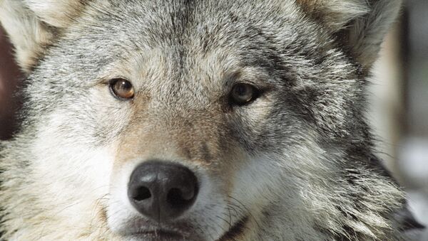 Un lobo - Sputnik Mundo