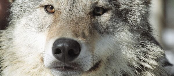 Un lobo - Sputnik Mundo