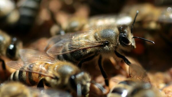 Ratas y abejas son capaces de detectar explosivos - Sputnik Mundo