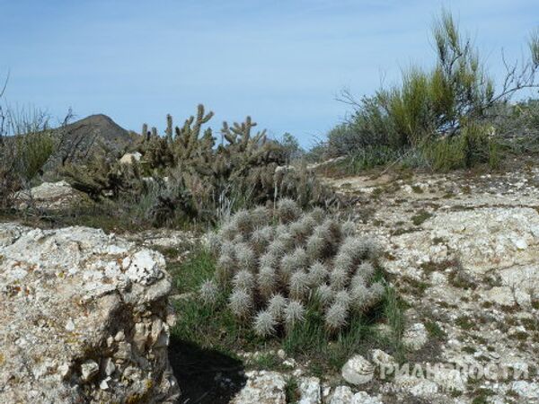 La frontera de EEUU y México son 3.000 kilómetros de caos - Sputnik Mundo