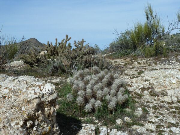 La frontera de EEUU y México son 3.000 kilómetros de caos - Sputnik Mundo