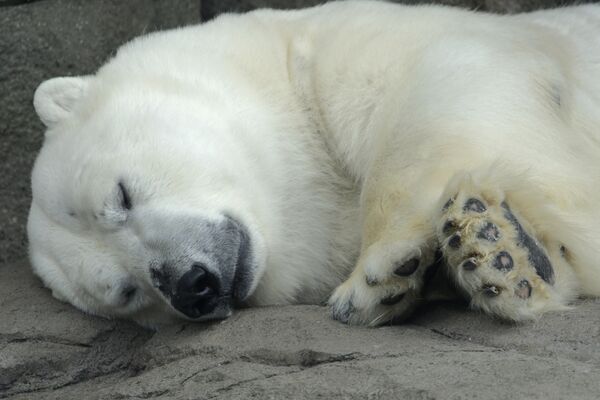 Oso ártico - Sputnik Mundo