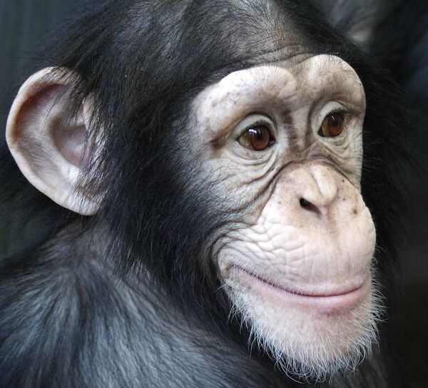  La chimpancé Anfisa - Sputnik Mundo