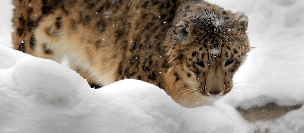 Leopardo de las nieves (irbis) - Sputnik Mundo