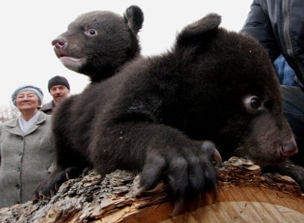 Crías de oso de Himalaya en parque safari de Lejano Oriente ruso - Sputnik Mundo