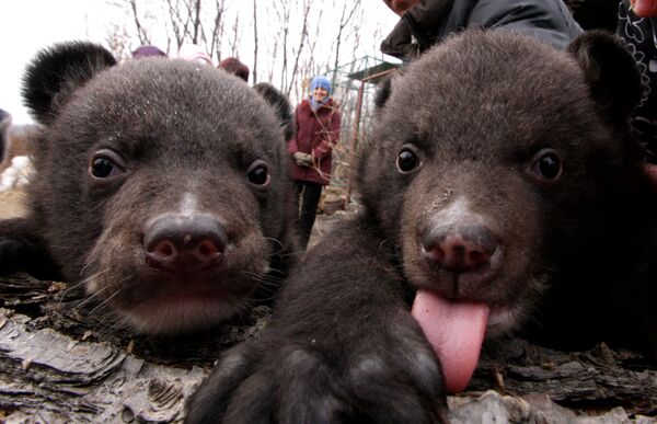 Crías de oso de Himalaya en parque safari de Lejano Oriente ruso - Sputnik Mundo
