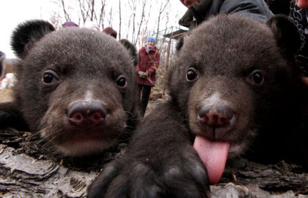 Crías de oso de Himalaya en parque safari de Lejano Oriente ruso - Sputnik Mundo