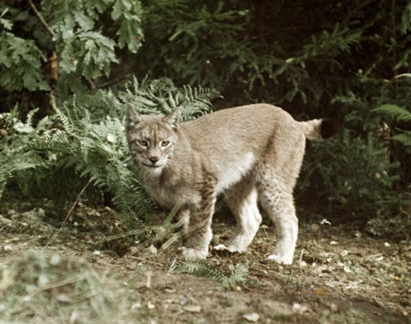 El lince. Archivo - Sputnik Mundo