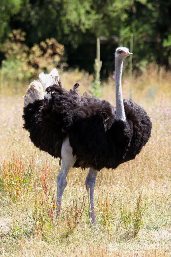 Los pájaros más extraordinarios del mundo Los pájaros más extraordinarios del mundo - Sputnik Mundo