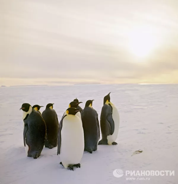 Los pájaros más extraordinarios del mundo Los pájaros más extraordinarios del mundo - Sputnik Mundo