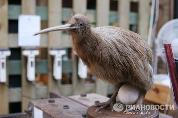 Los pájaros más extraordinarios del mundo Los pájaros más extraordinarios del mundo - Sputnik Mundo