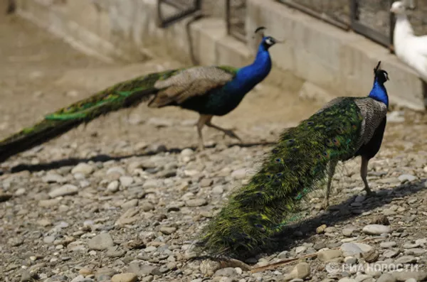 Los pájaros más extraordinarios del mundo Los pájaros más extraordinarios del mundo - Sputnik Mundo