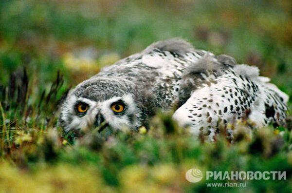 Los pájaros más extraordinarios del mundo Los pájaros más extraordinarios del mundo - Sputnik Mundo