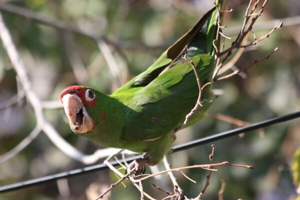Los pájaros más extraordinarios del mundo Los pájaros más extraordinarios del mundo - Sputnik Mundo