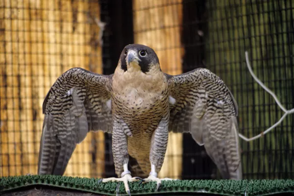 Los pájaros más extraordinarios del mundo Los pájaros más extraordinarios del mundo - Sputnik Mundo