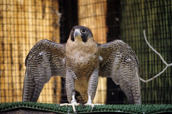 Los pájaros más extraordinarios del mundo Los pájaros más extraordinarios del mundo - Sputnik Mundo