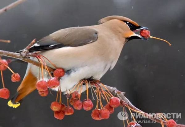 Los pájaros más extraordinarios del mundo Los pájaros más extraordinarios del mundo - Sputnik Mundo