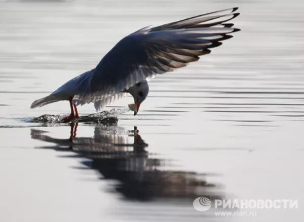 Los pájaros más extraordinarios del mundo Los pájaros más extraordinarios del mundo - Sputnik Mundo