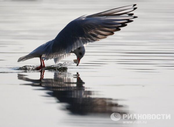 Los pájaros más extraordinarios del mundo Los pájaros más extraordinarios del mundo - Sputnik Mundo