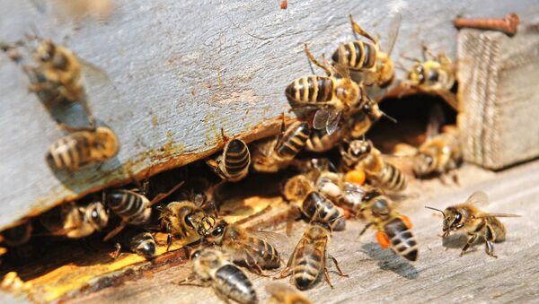 Las abejas - Sputnik Mundo