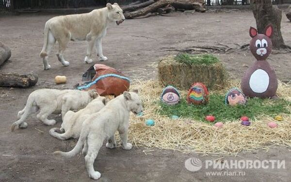 Animales reciben regalos de Pascua en el zoo de Buenos Aires - Sputnik Mundo