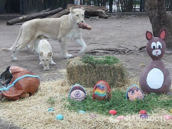 Animales reciben regalos de Pascua en el zoo de Buenos Aires - Sputnik Mundo