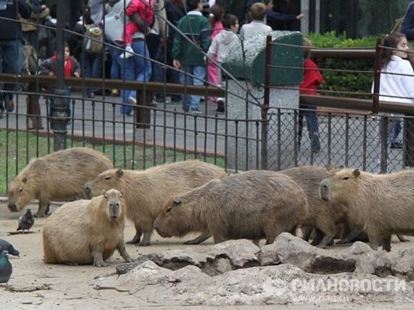 Animales reciben regalos de Pascua en el zoo de Buenos Aires - Sputnik Mundo