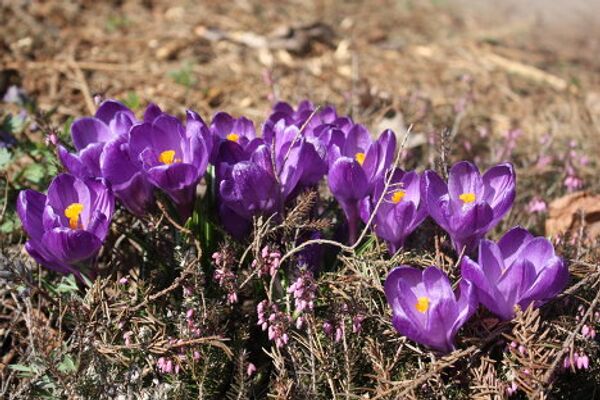 El Huerto del Boticario en Moscú - Sputnik Mundo