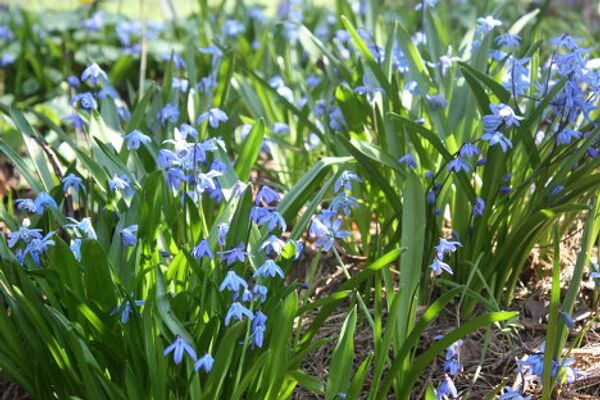 El Huerto del Boticario en Moscú - Sputnik Mundo