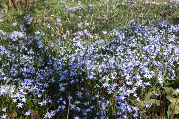 El Huerto del Boticario en Moscú - Sputnik Mundo