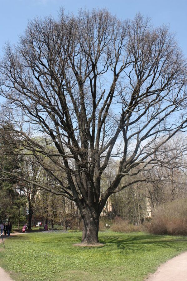 El Huerto del Boticario en Moscú - Sputnik Mundo