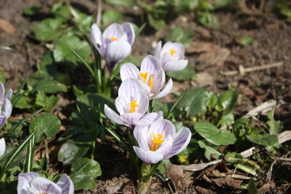 El Huerto del Boticario en Moscú - Sputnik Mundo