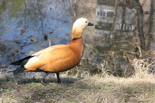 El Huerto del Boticario en Moscú - Sputnik Mundo